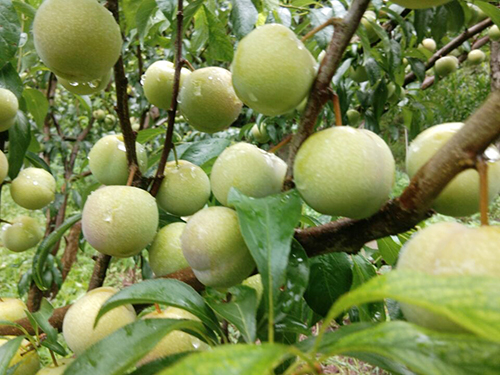 �й���yl23411(����)���Ź���-Officialwebsite