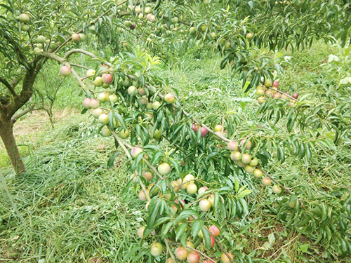 �й���yl23411(����)���Ź���-Officialwebsite